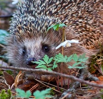 Непушкин Сергей - Улька