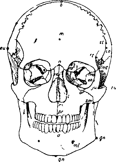 Определение пола и возраста по черепу - Вера Ивановна Пашкова