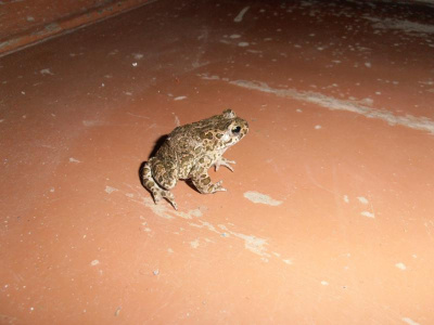 Елизаров Михаил - Письмо