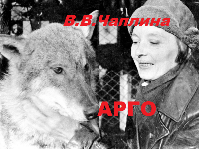 Чаплина Вера - Арго