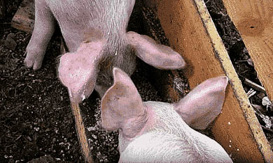 О силосовании - Автор Неизвестен