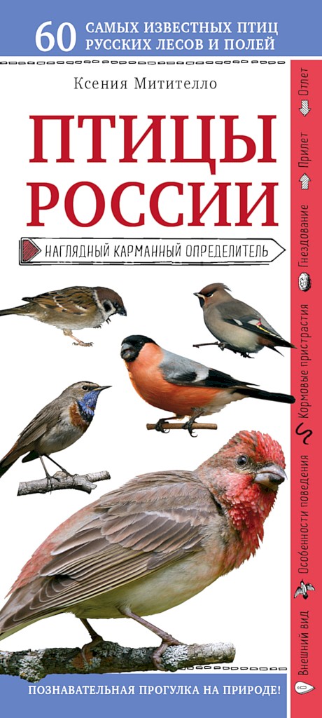 Птицы России. Наглядный карманный определитель - Ксения Борисовна Митителло