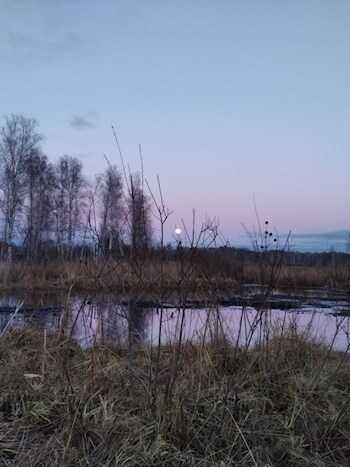 Утиная охота - Алексей Бухаров