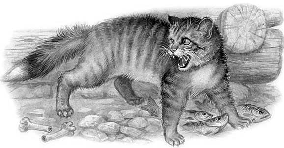 Беспризорная кошка - Борис Степанович Житков