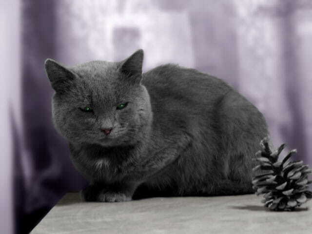 Сенькины привычки - Ева Светлова