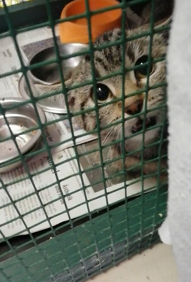 Ерофим Сысоев – Второе пришествие