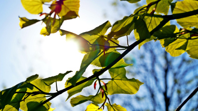 Толкин Джон – Лист